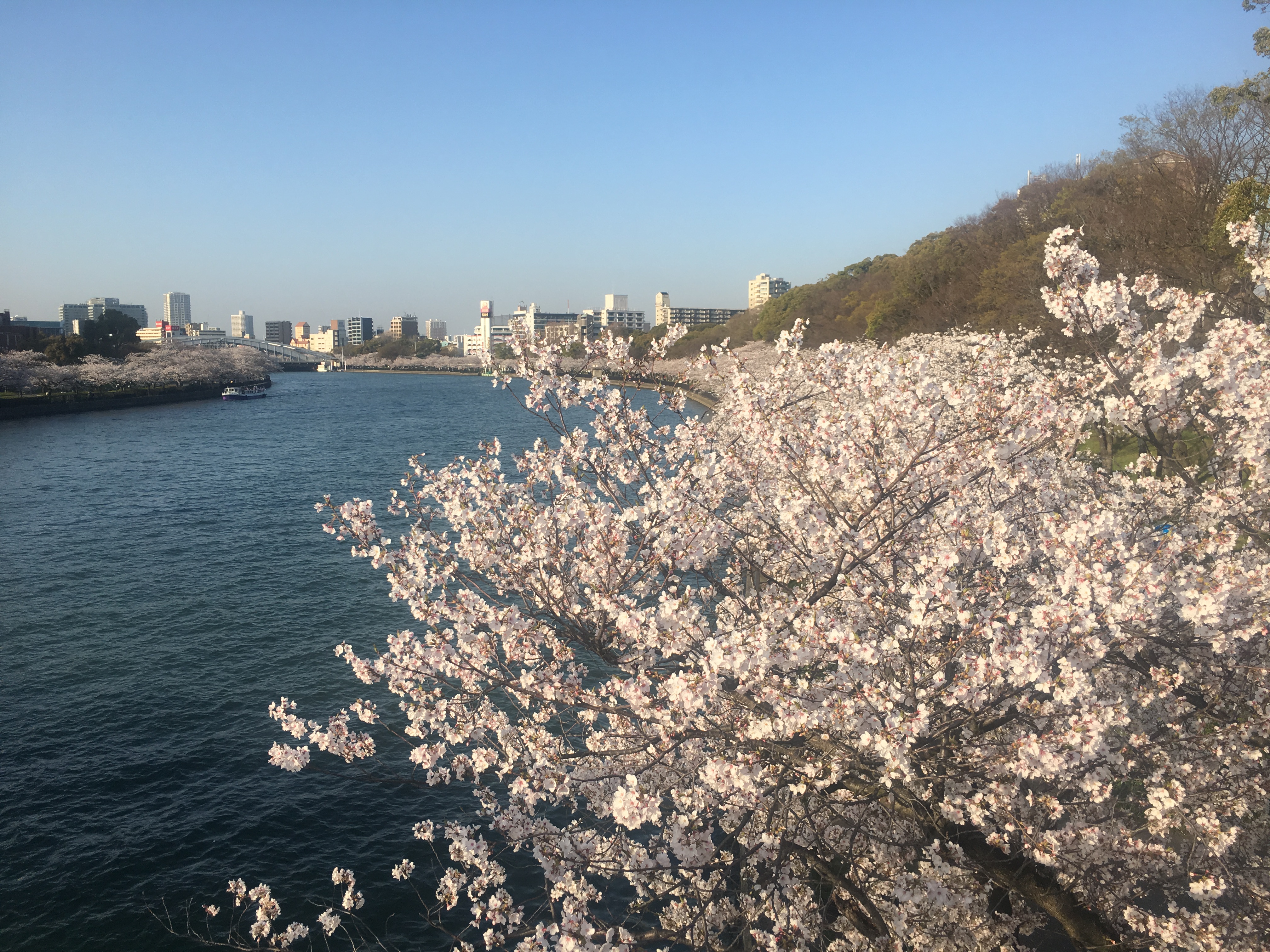 桜【3月28日撮影】