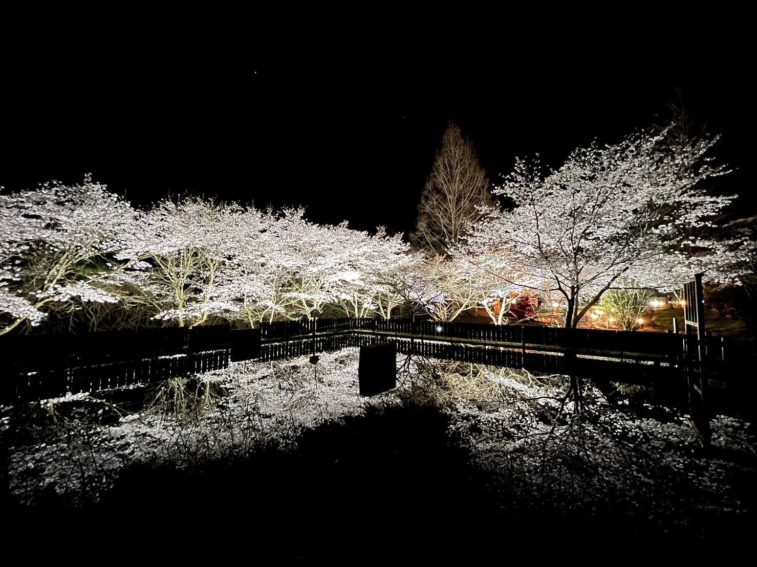 夜桜が美しい